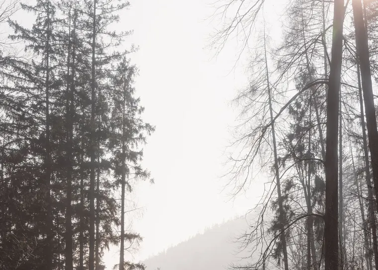A forest pathway in the serene morning light