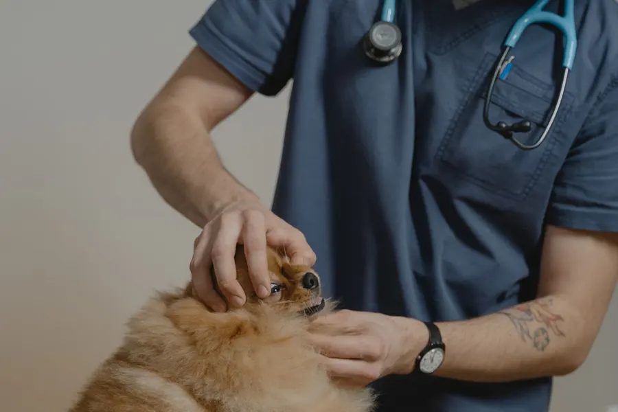 Diagnostic imaging