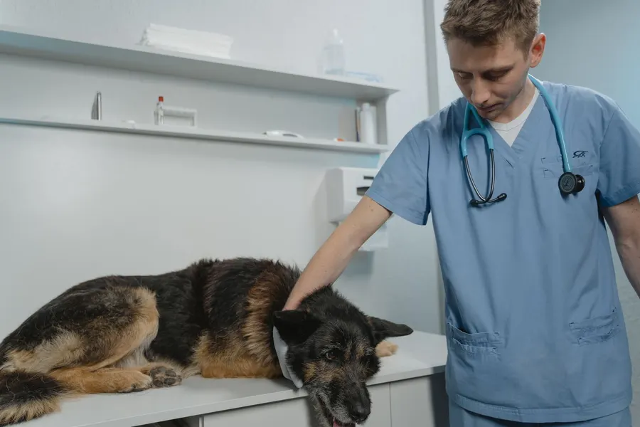 Un site web de clinique vétérinaire avec prise de rendez-vous en ligne, services pour chiens et chats et informations claires sur les urgences 24h